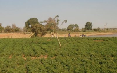 Etudes sociales d’un projet d’irrigation – Niger