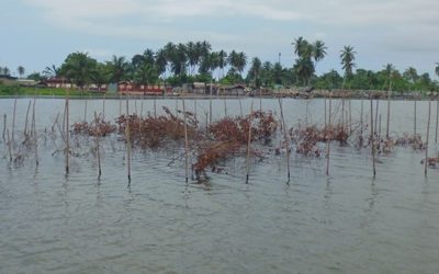 Etude d’impact de la centrale thermique d’Atinkou – Côte d’Ivoire