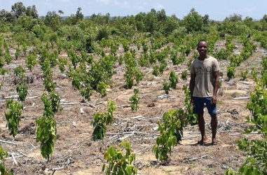 Insuco participe au développement de la filière cannelle sur la côte est de Madagascar