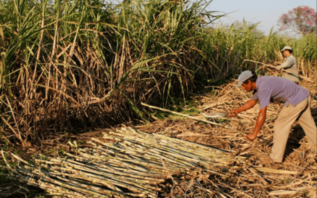 Evaluación de impacto sobre Derechos Humanos en la cadena de valor de la caña de azúcar – Paraguay