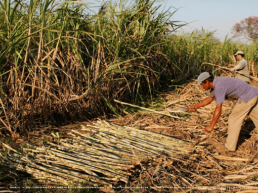 Evaluación de impacto sobre Derechos Humanos en la cadena de valor de la caña de azúcar – Paraguay
