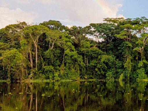 Environmental and social due diligence studies for financing a conservation program in the Yasuni protected area – Ecuador – Ecuador