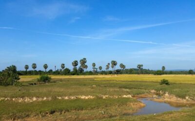 Feasibility Study for a REDD+ Carbon Reduction and Removal Project in Cambodia, targeting the PLANVIVO Standard – Cambodia