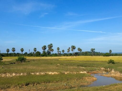 Estudio de viabilidad de un proyecto REDD+ de reducción y eliminación de carbono en Camboya para el estándar PLANVIVO – Camboya